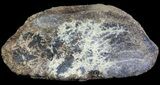 Hadrosaur Toe Bone - Alberta (Disposition #-) #71665-2